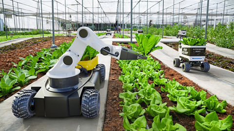 温室環境で使用されている AMR。 前面にロボットアームを装着してレタスを収穫する AMR。