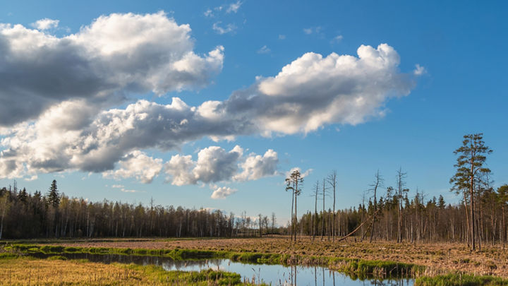 A wetland with trees that surround it.