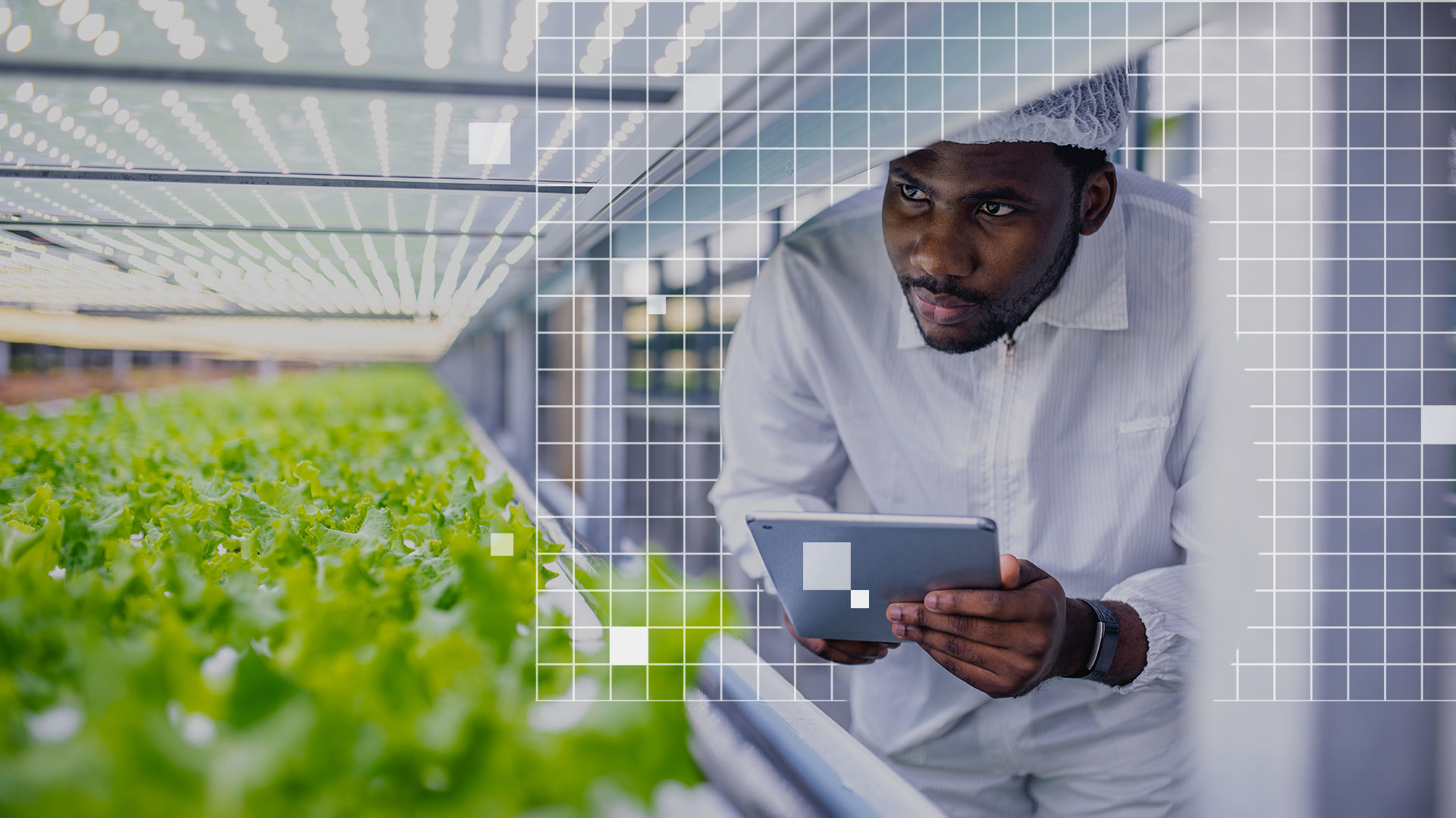 Person inspecting crops in a lab