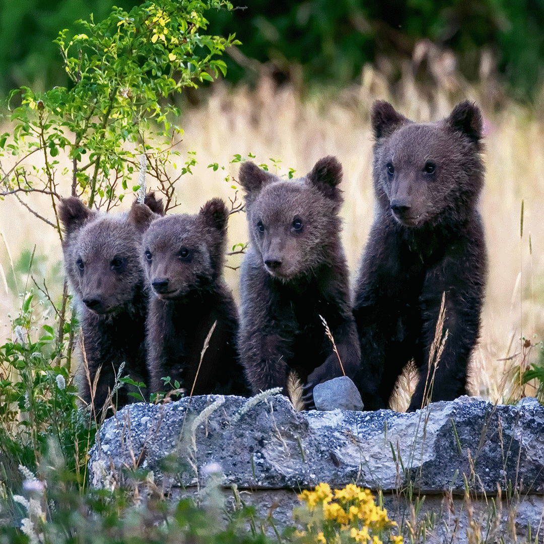 Ai Powered Wildlife Protection
