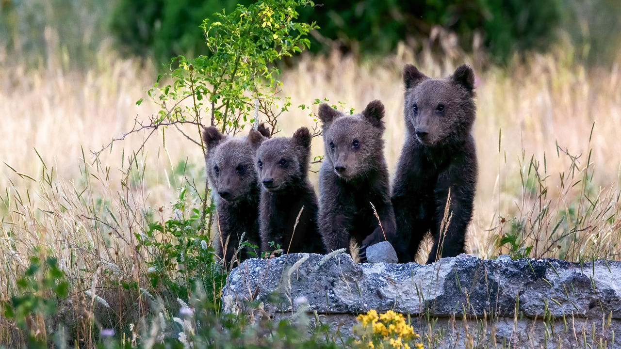 Marsican brown bears, a subspecies that is near extinction, live mostly in Italy’s Abruzzo, Lazio and Molise National Park. (Credit: Luigi Filice for Salviamo L'Orso)